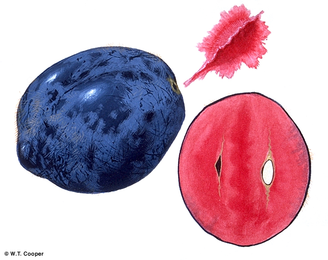 معرفی و راهنمای پرورش درختان میوه - آلوی داویدسون